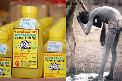 cow-urine-drink2